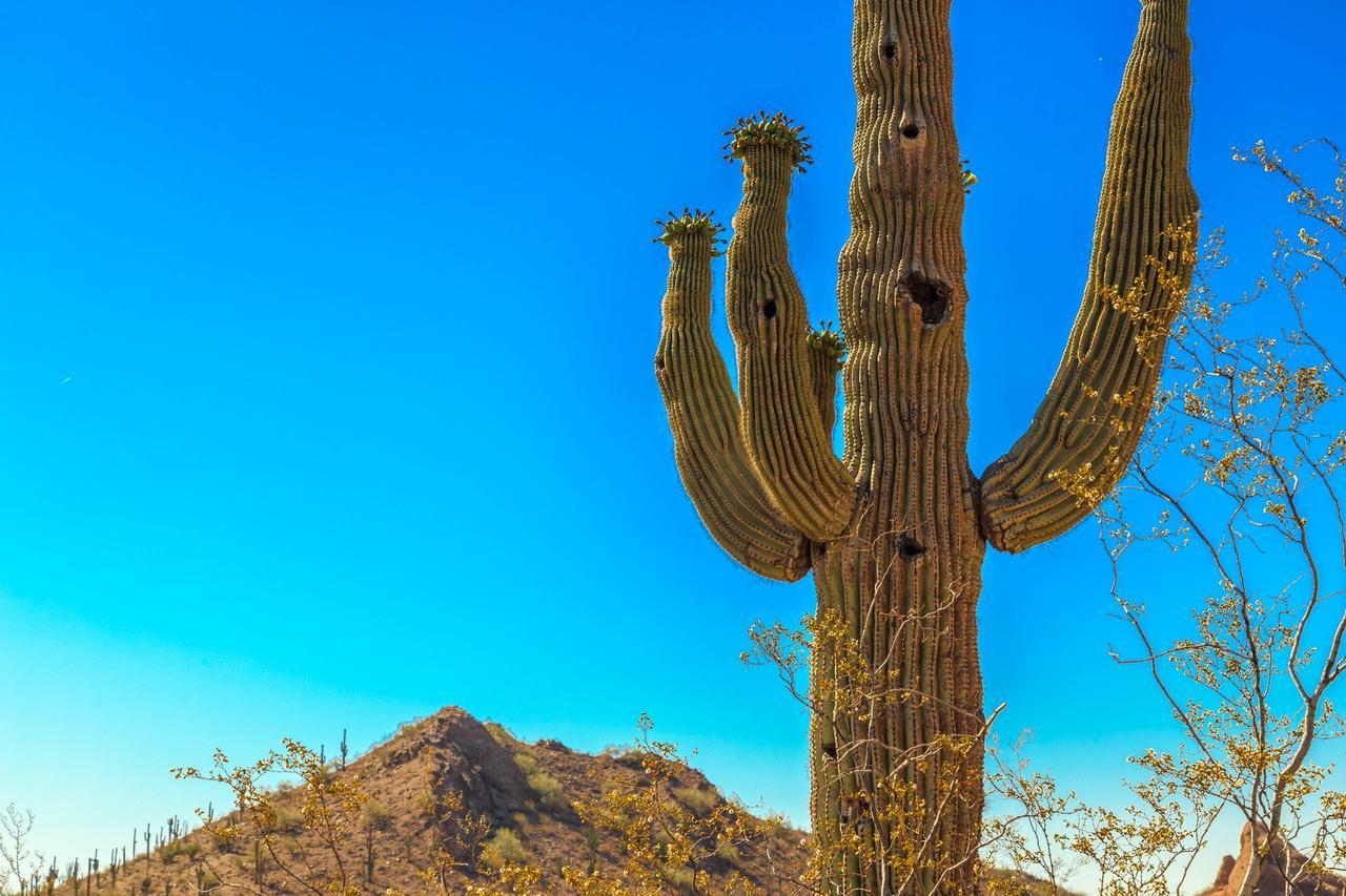 Esplendora Apartment Tucson Luaran gambar